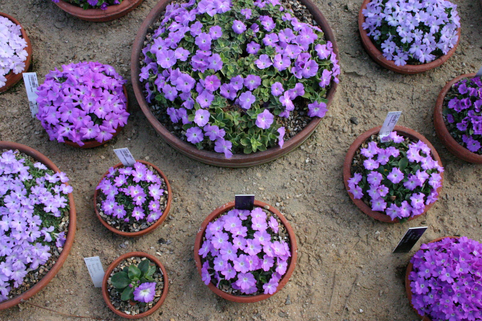 Canon EOS 300D (EOS Digital Rebel / EOS Kiss Digital) sample photo. Earth, flowerpots, gardening, violet photography