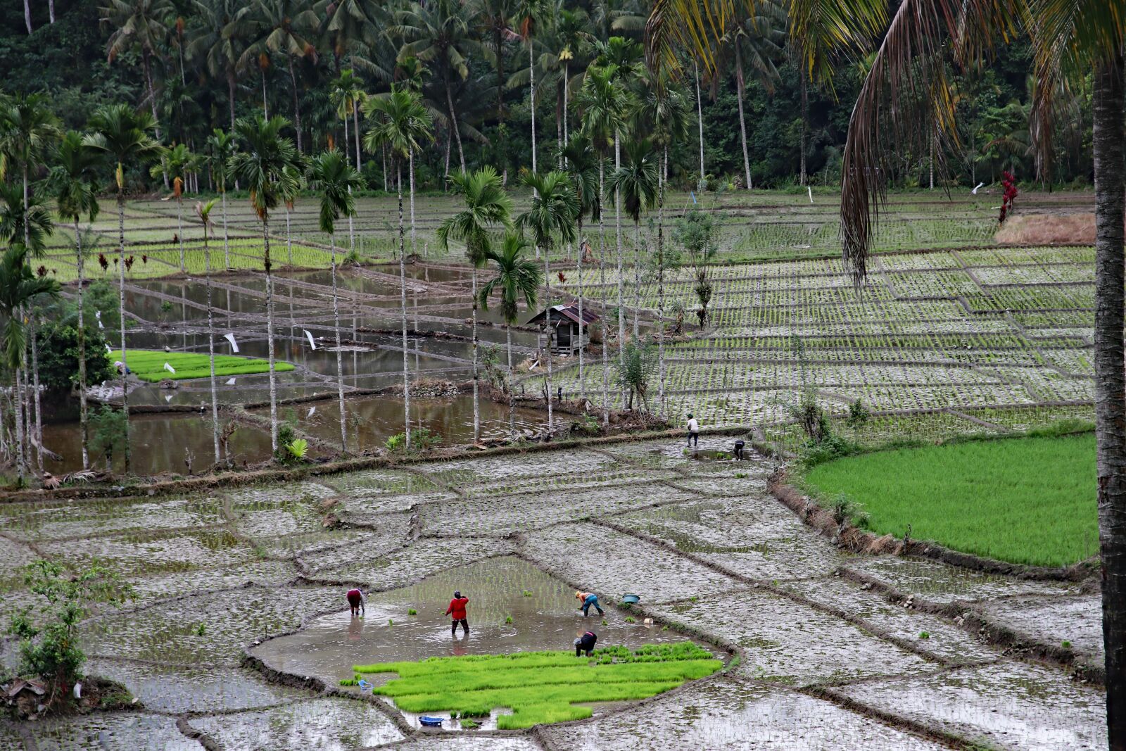 Canon EOS 80D sample photo. Sumatra, rice field, rice photography