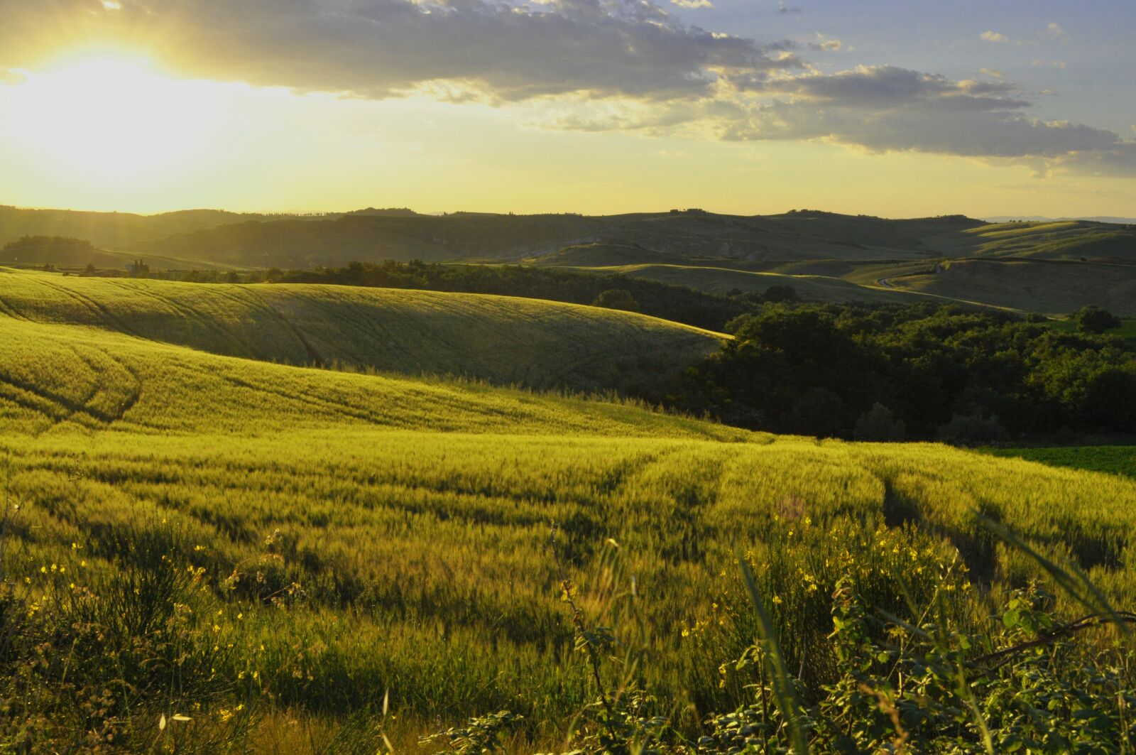 Nikon D5000 sample photo. Siena, field, tuscany photography