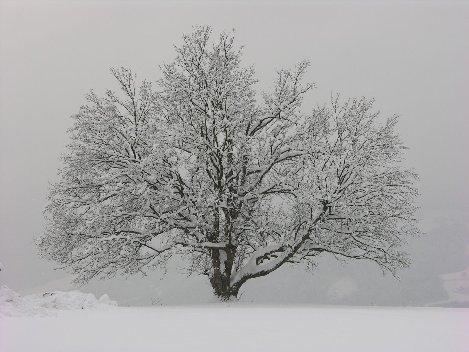 Nikon E8700 sample photo. Winter, tree, wintry photography