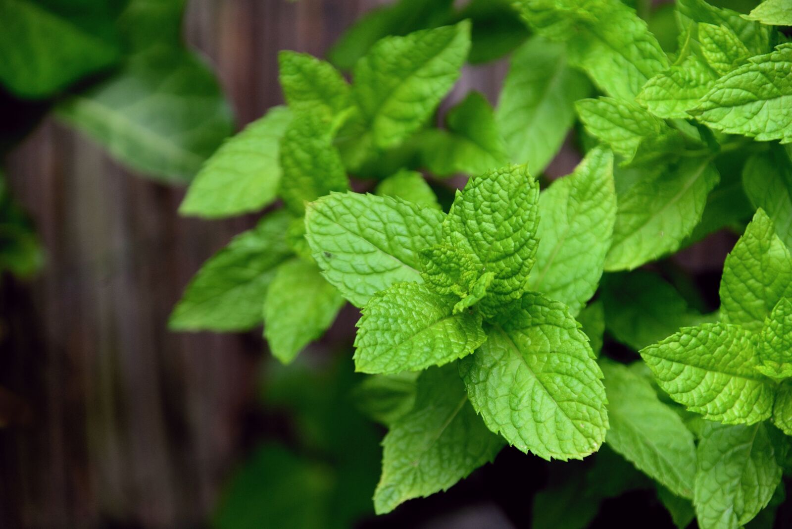Nikon D610 sample photo. Mint, peppermint, herbs photography