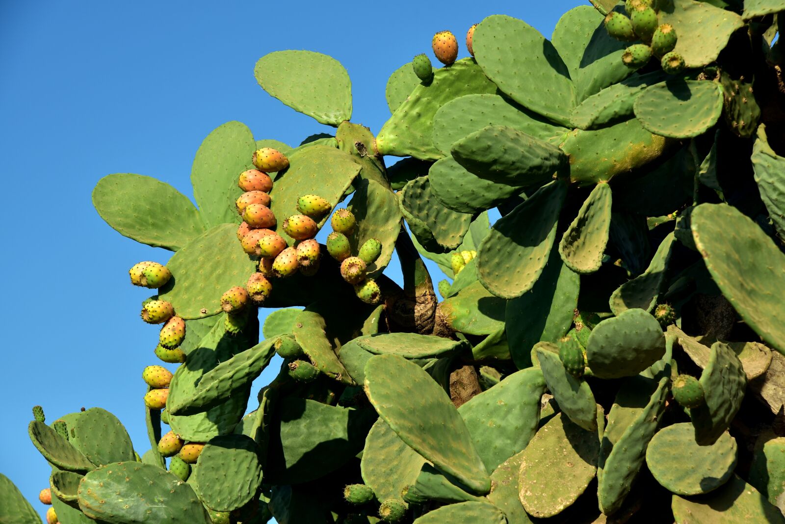 Nikon D750 sample photo. Prickly pear, cactus, cactus photography