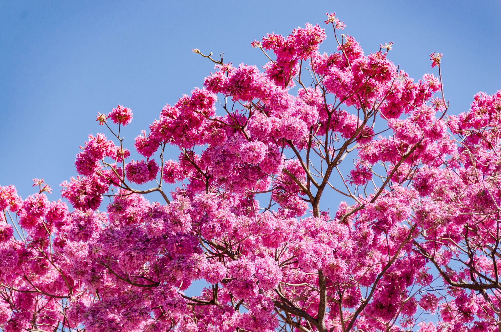 Nikon D7000 sample photo. Flowers, spring, nature photography