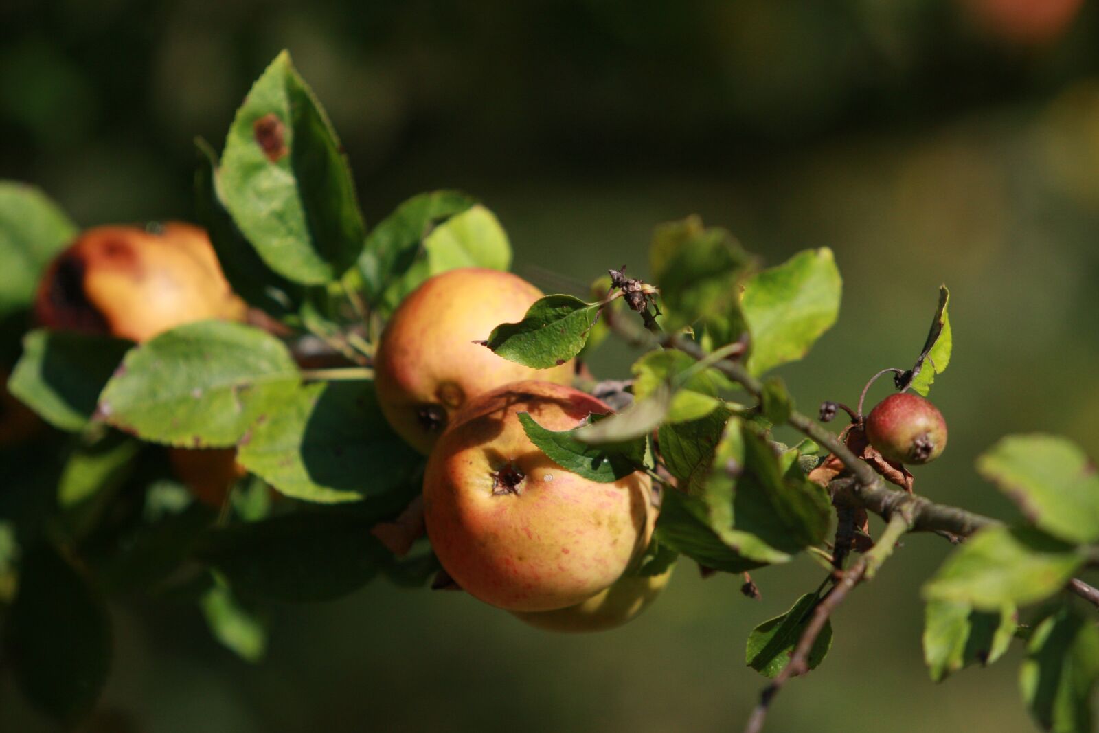 Canon EOS 40D sample photo. Apple, bio, natural cultivation photography