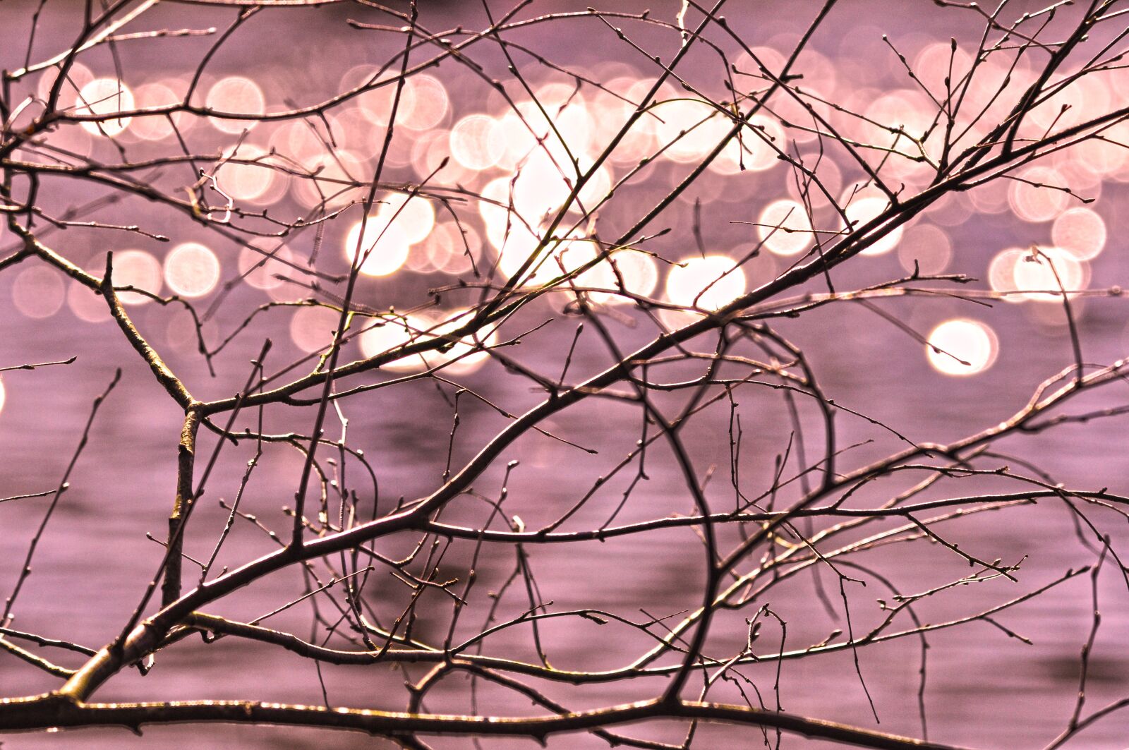Nikon D90 sample photo. Branch, twig, bare branch photography