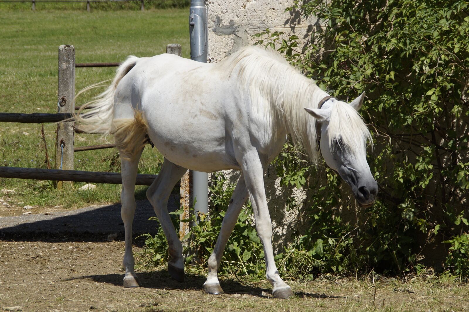 Sony SLT-A58 sample photo. Mold, mare, mold-mare photography