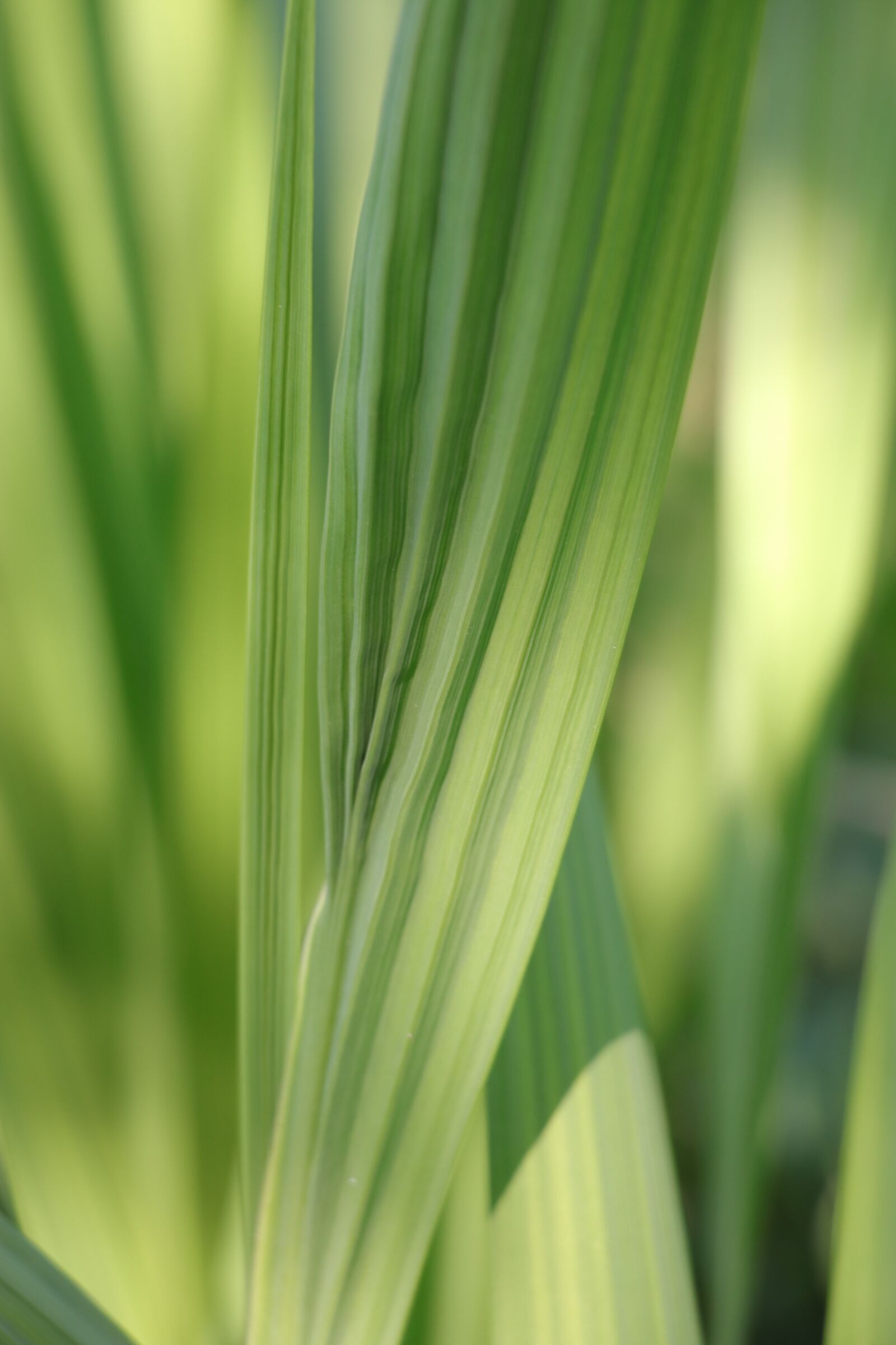 Canon EF-S 18-135mm F3.5-5.6 IS USM sample photo. Grass, leaf, green photography