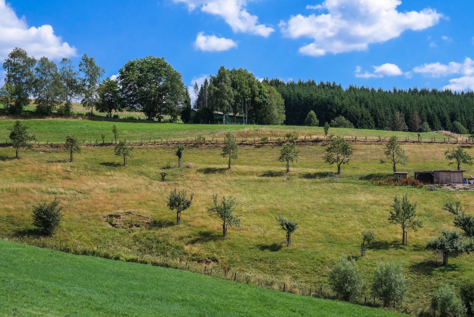 Samsung NX300 sample photo. Trees, rows of trees photography