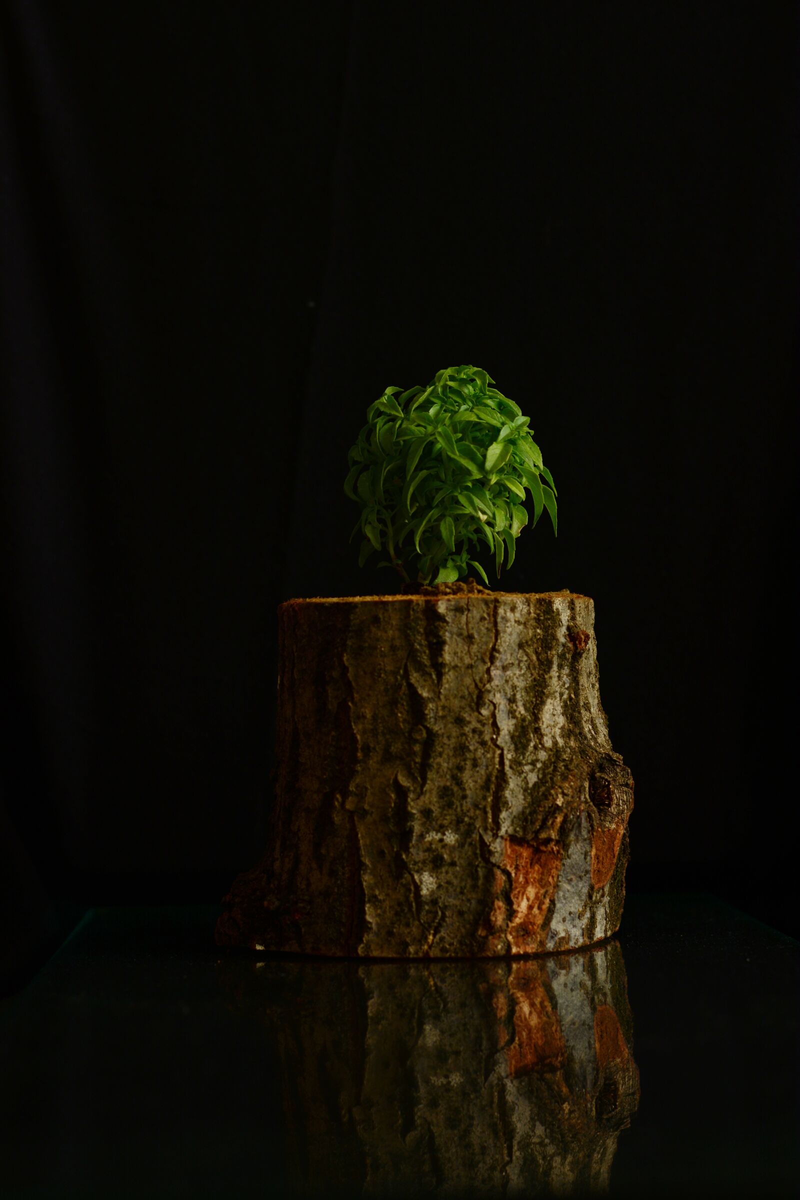 Nikon D7100 sample photo. Basil, plant, flora photography
