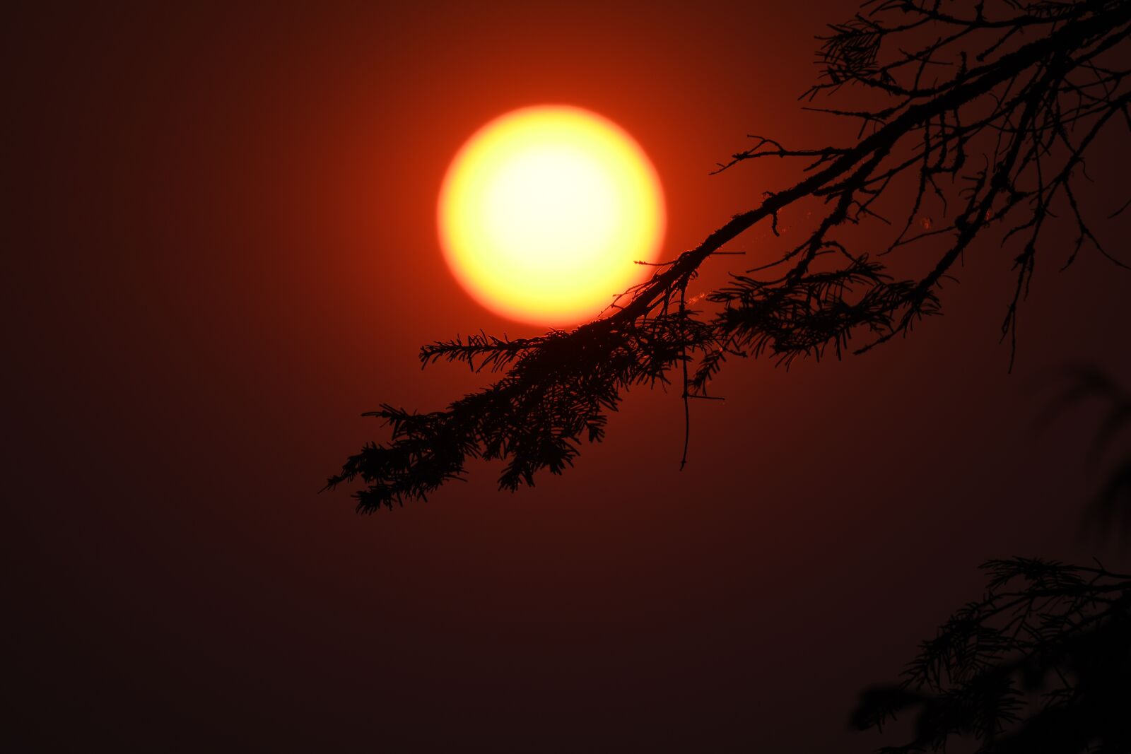 Nikon D500 sample photo. Silhouette, branches, sun photography