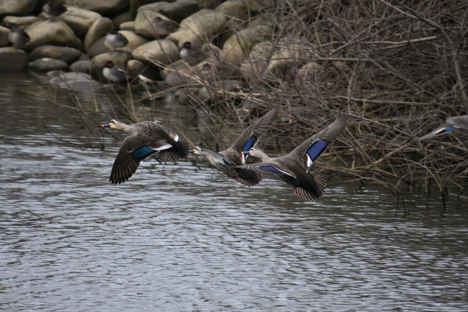 Nikon D7200 sample photo. Animal, river, waterside photography