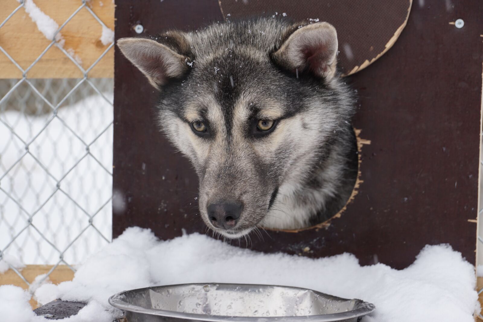 Sony DT 18-135mm F3.5-5.6 SAM sample photo. Huskie, husky, dog photography