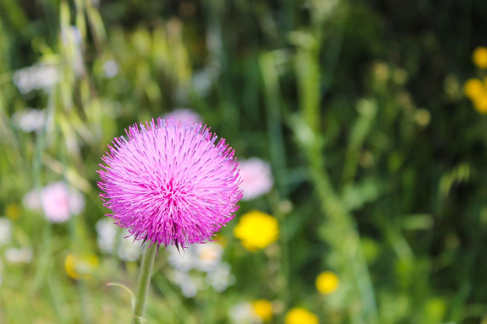 Canon EOS 1100D (EOS Rebel T3 / EOS Kiss X50) sample photo. Flower, floret, field photography
