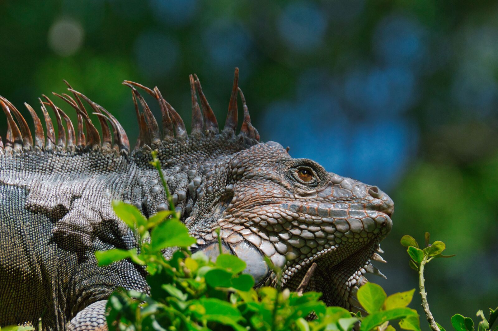 Nikon D3200 sample photo. Iguana, reptile, costa rica photography