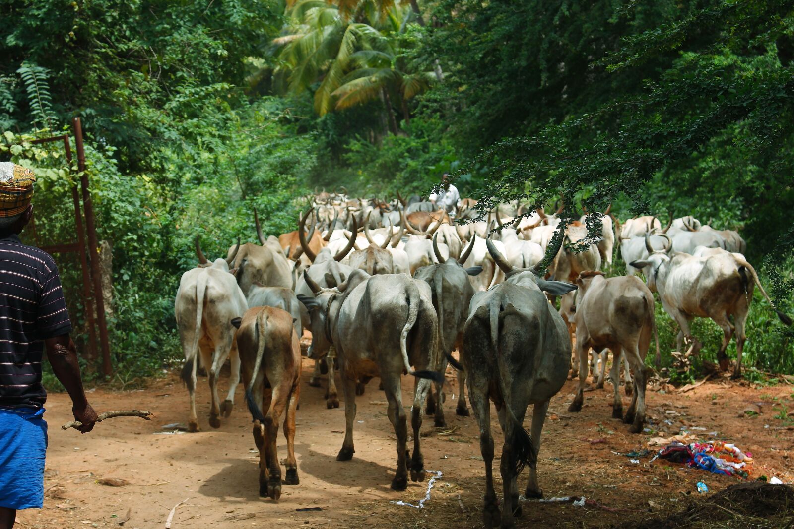Canon EOS 700D (EOS Rebel T5i / EOS Kiss X7i) sample photo. Cattle, farmer, cows photography