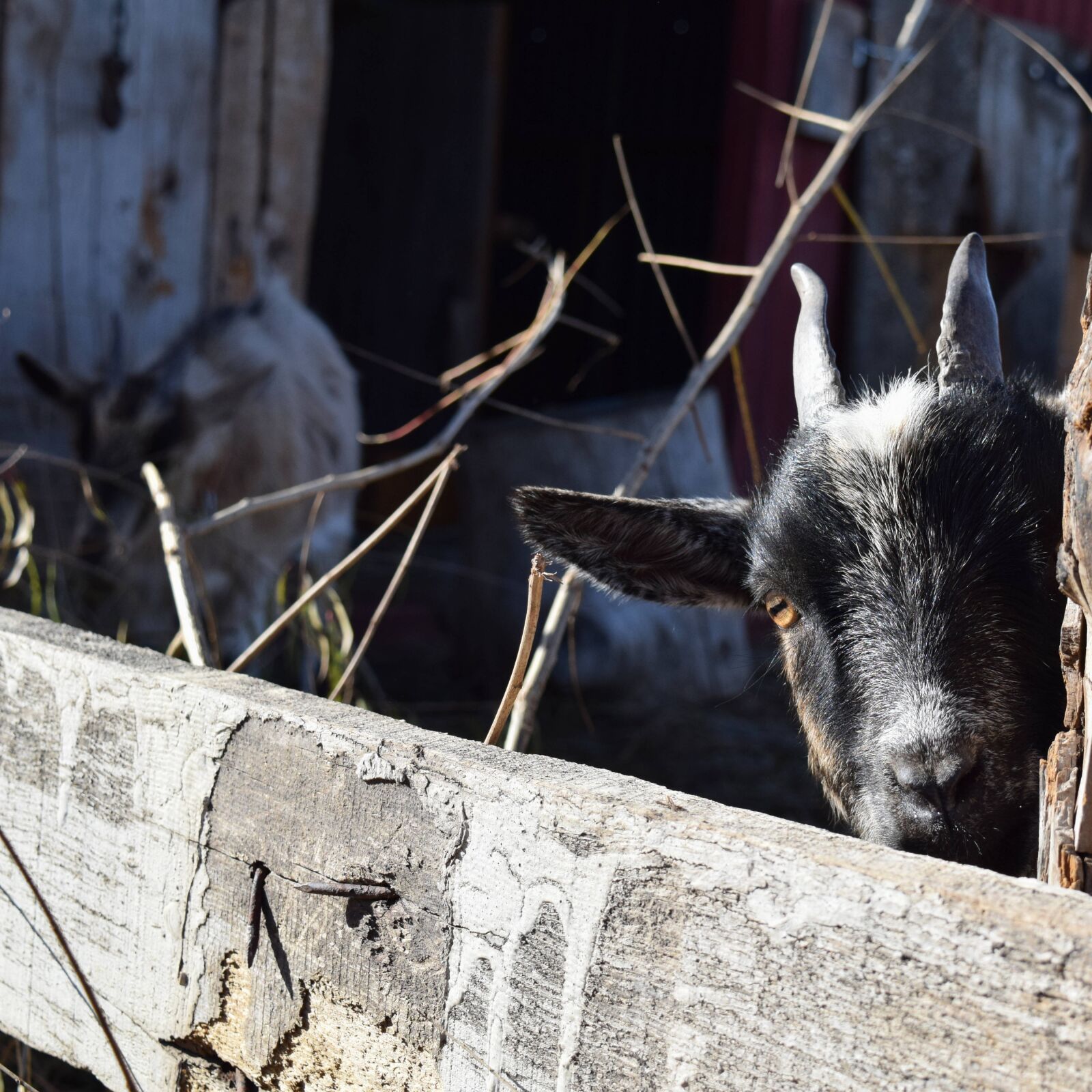 Nikon D3300 sample photo. Peek-a-boo, goat, pygmy photography
