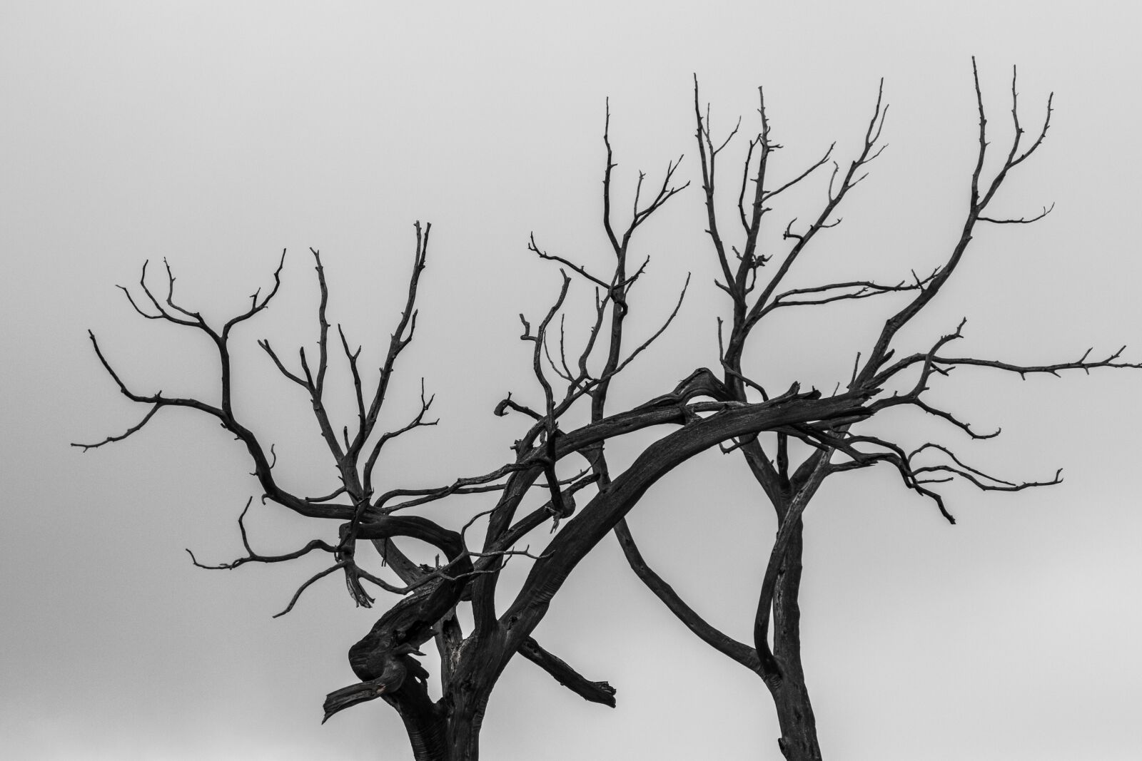 Panasonic DC-TZ200 sample photo. Tree, branch, silhouette photography