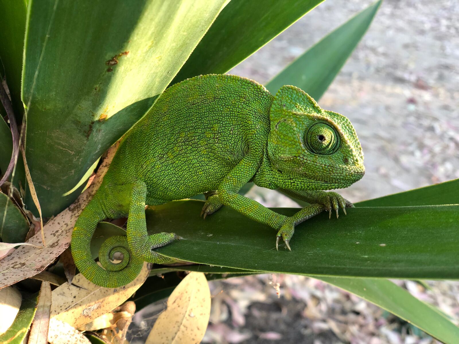 iPhone X back dual camera 6mm f/2.4 sample photo. Chameleon, nature, reptile photography