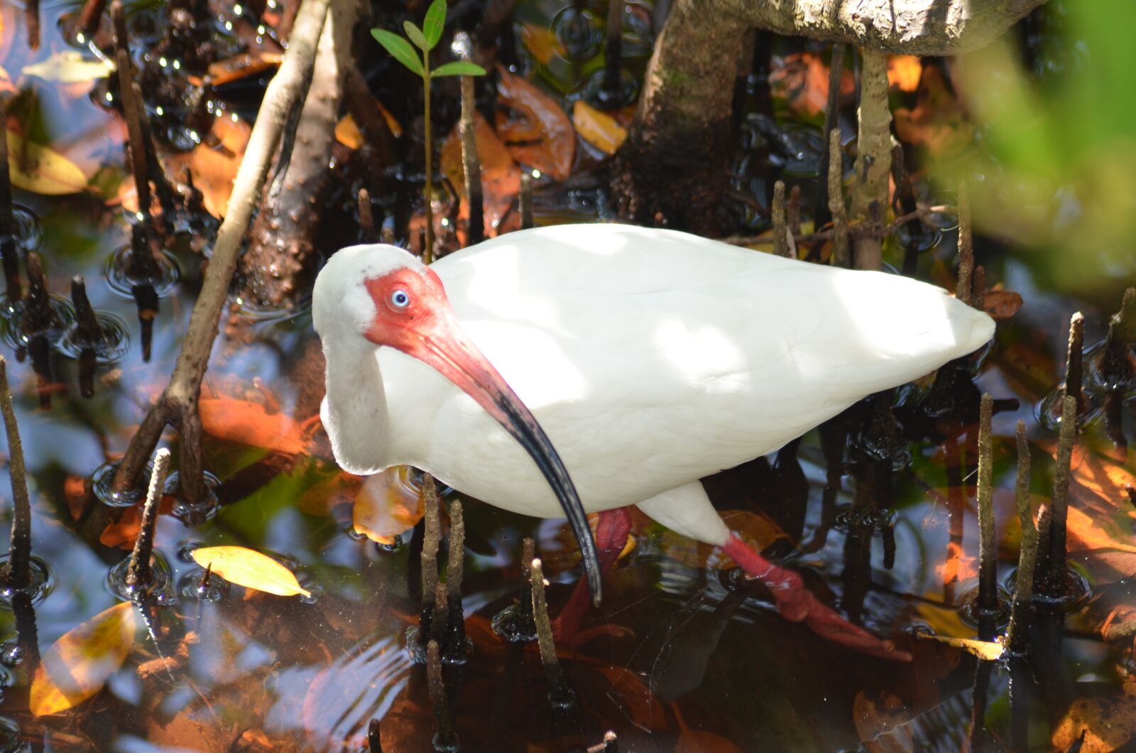 Nikon D7000 sample photo. Florida, white ibis, ibis photography