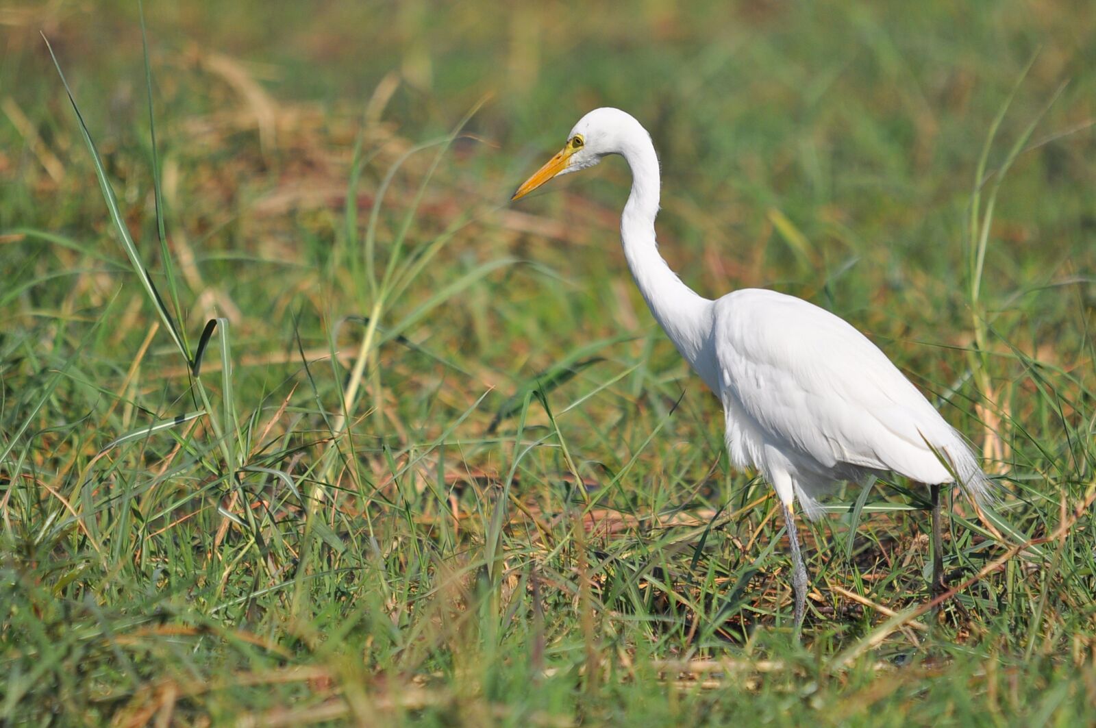 Nikon D90 sample photo. Nature, wildlife, bird photography