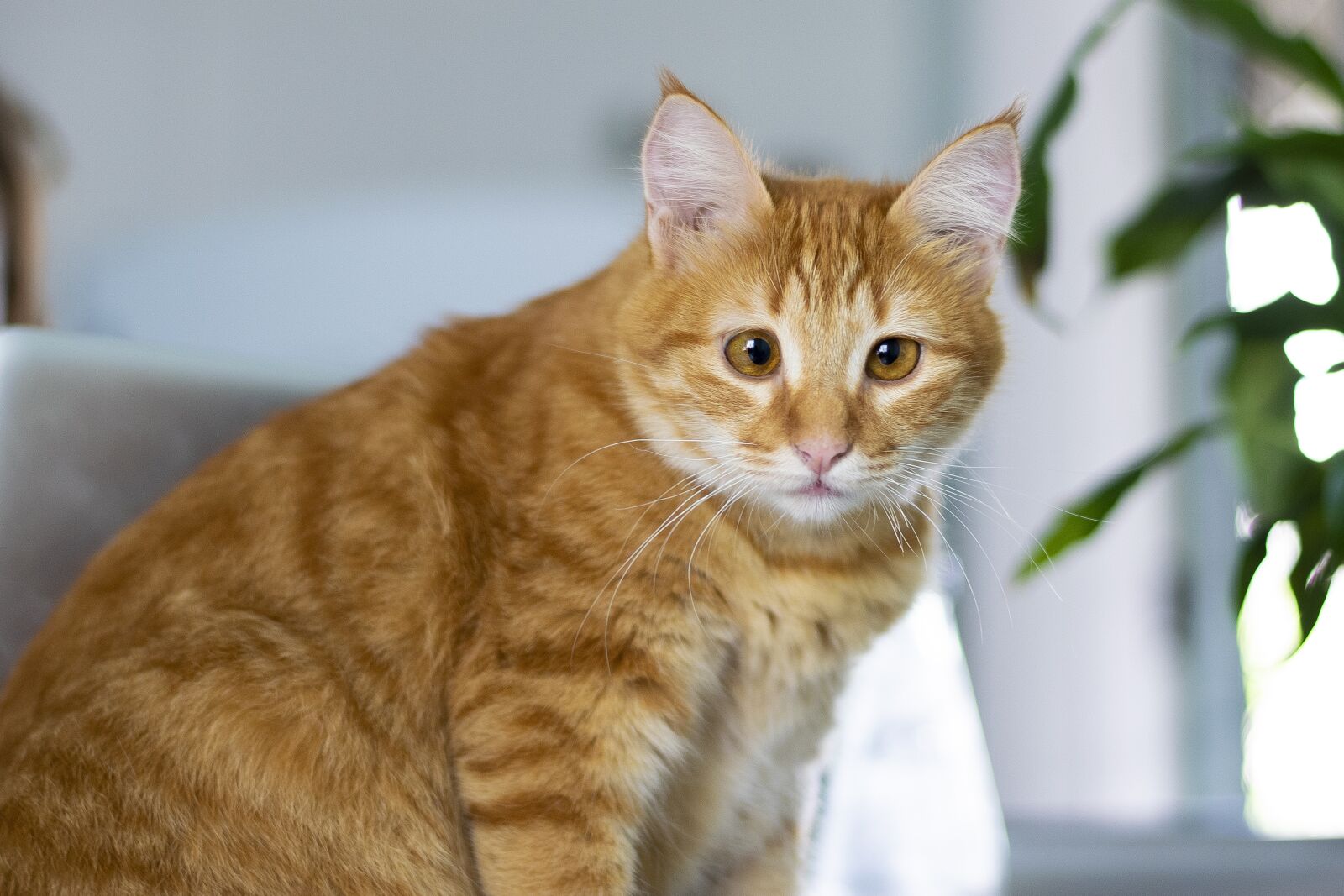 Nikon D5300 sample photo. Cat, kitten, feline photography