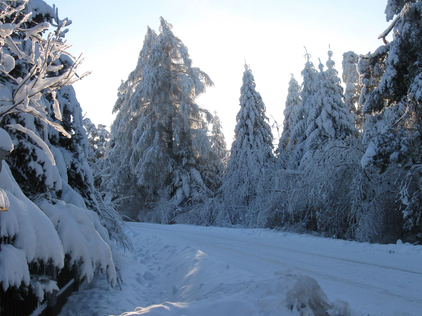Canon PowerShot A590 IS sample photo. Winter, way, forest photography