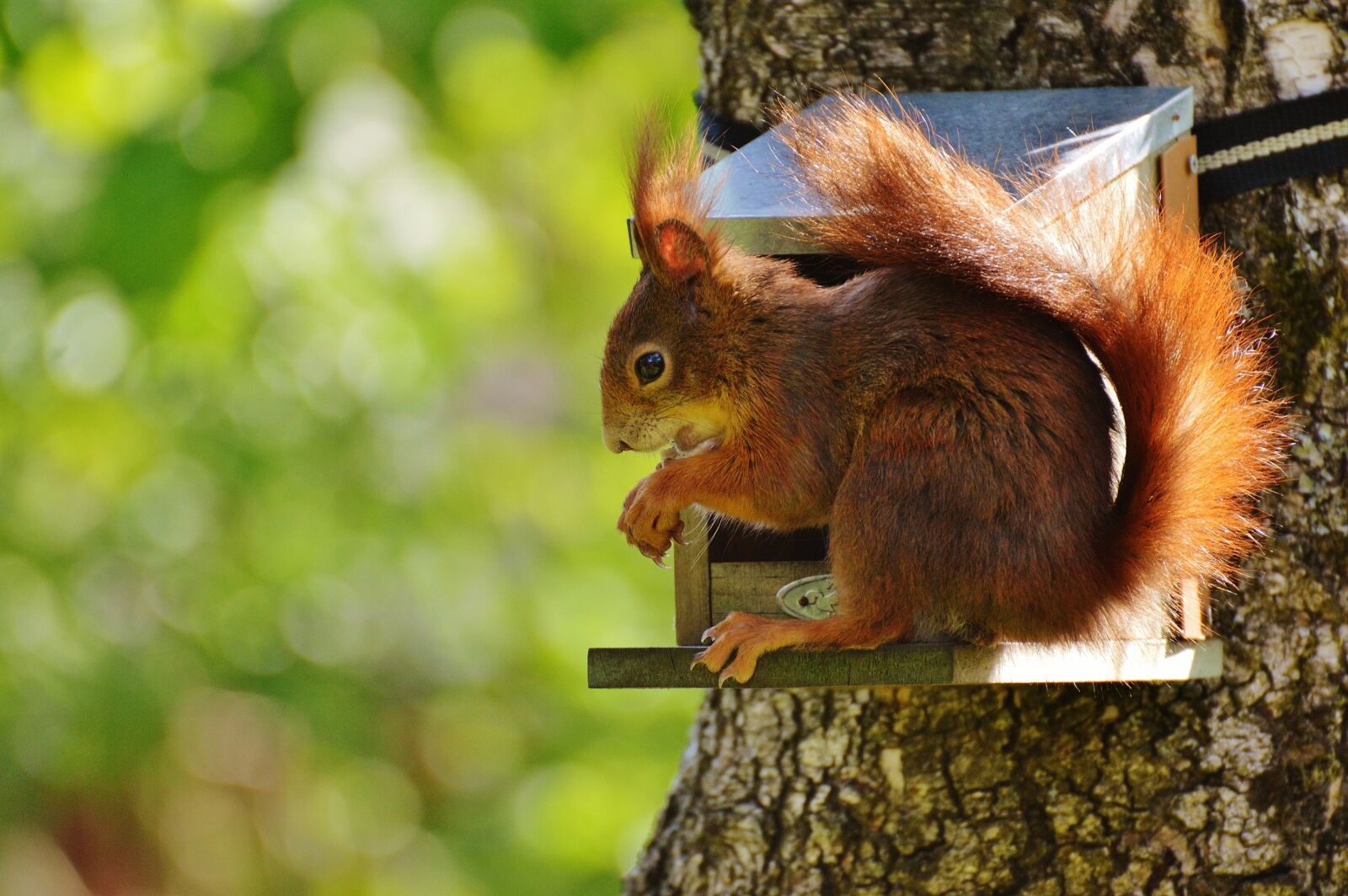 Nikon D3200 sample photo. Squirrel, nager, cute photography