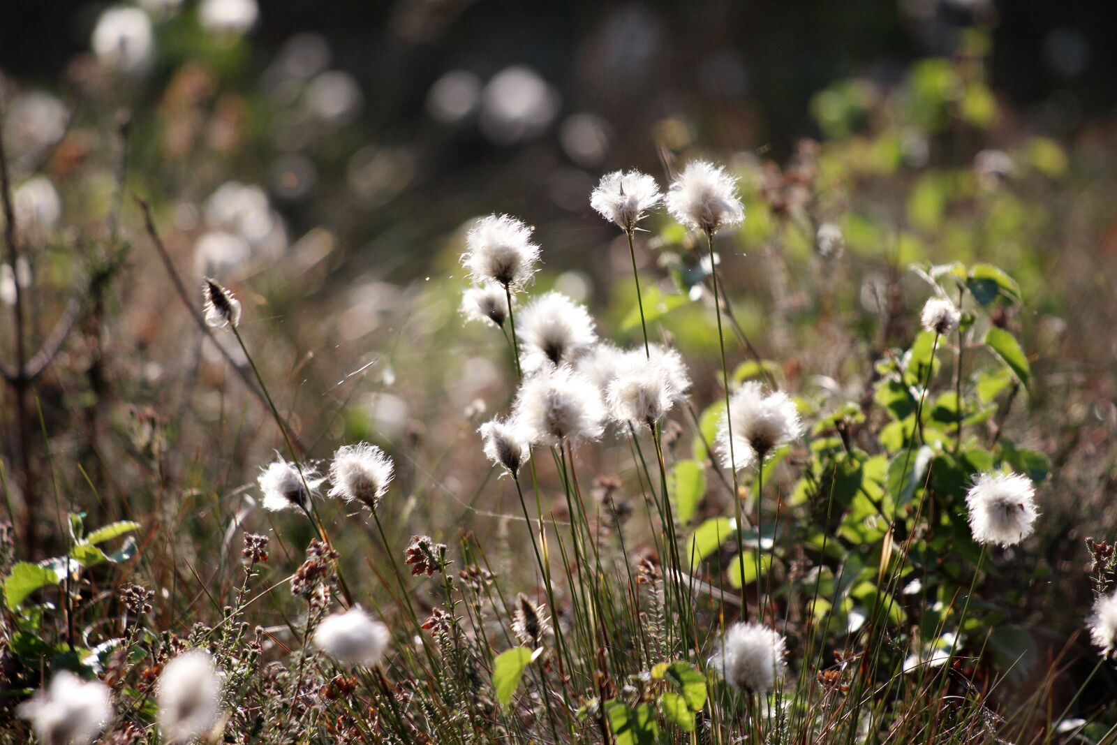 Canon EOS 700D (EOS Rebel T5i / EOS Kiss X7i) + Canon EF 70-300 F4-5.6 IS II USM sample photo. Cottongrass, moor, nature reserve photography