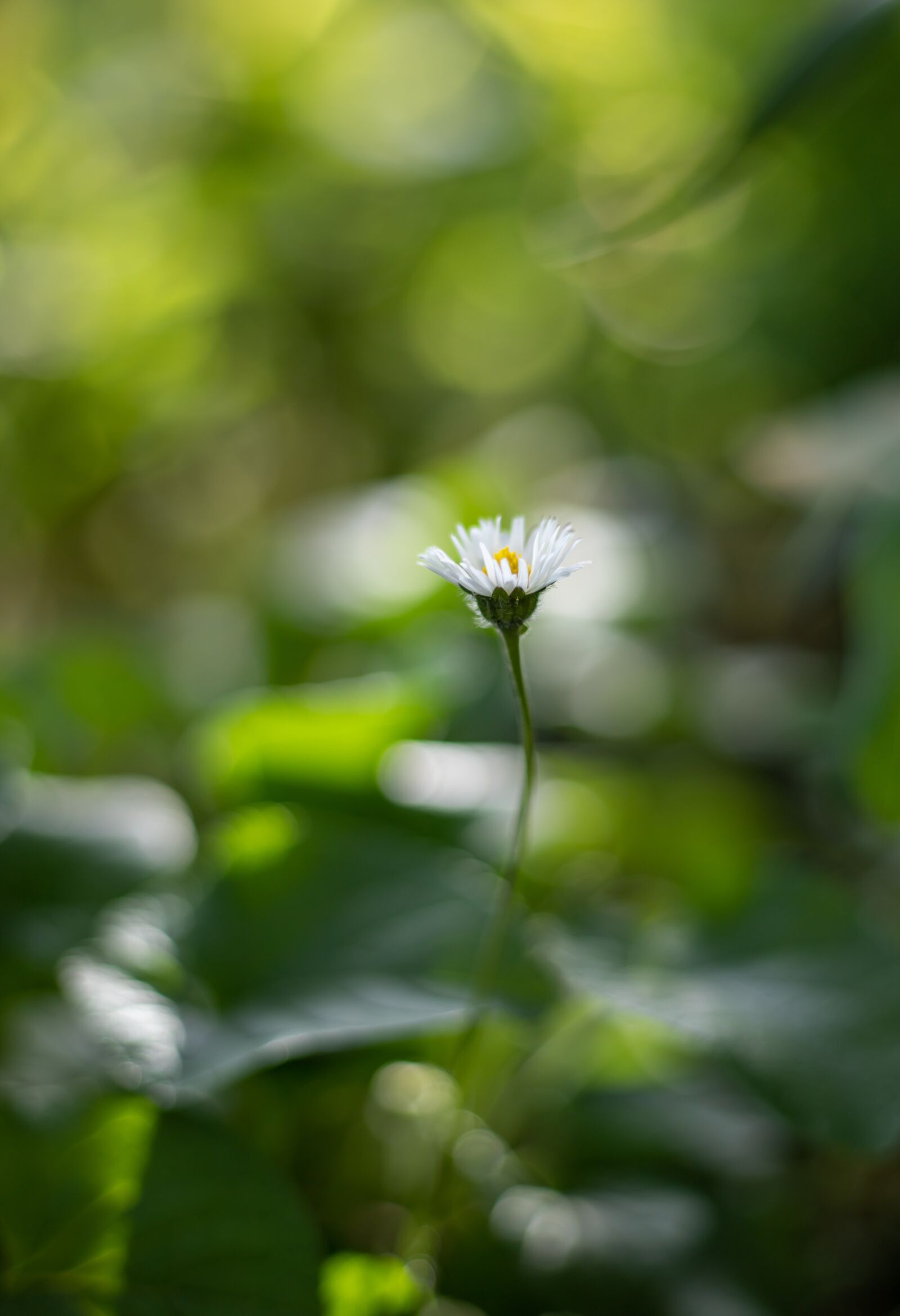 Canon EOS 6D Mark II + Canon EF 50mm F1.8 STM sample photo. Daisy, garden, flower photography