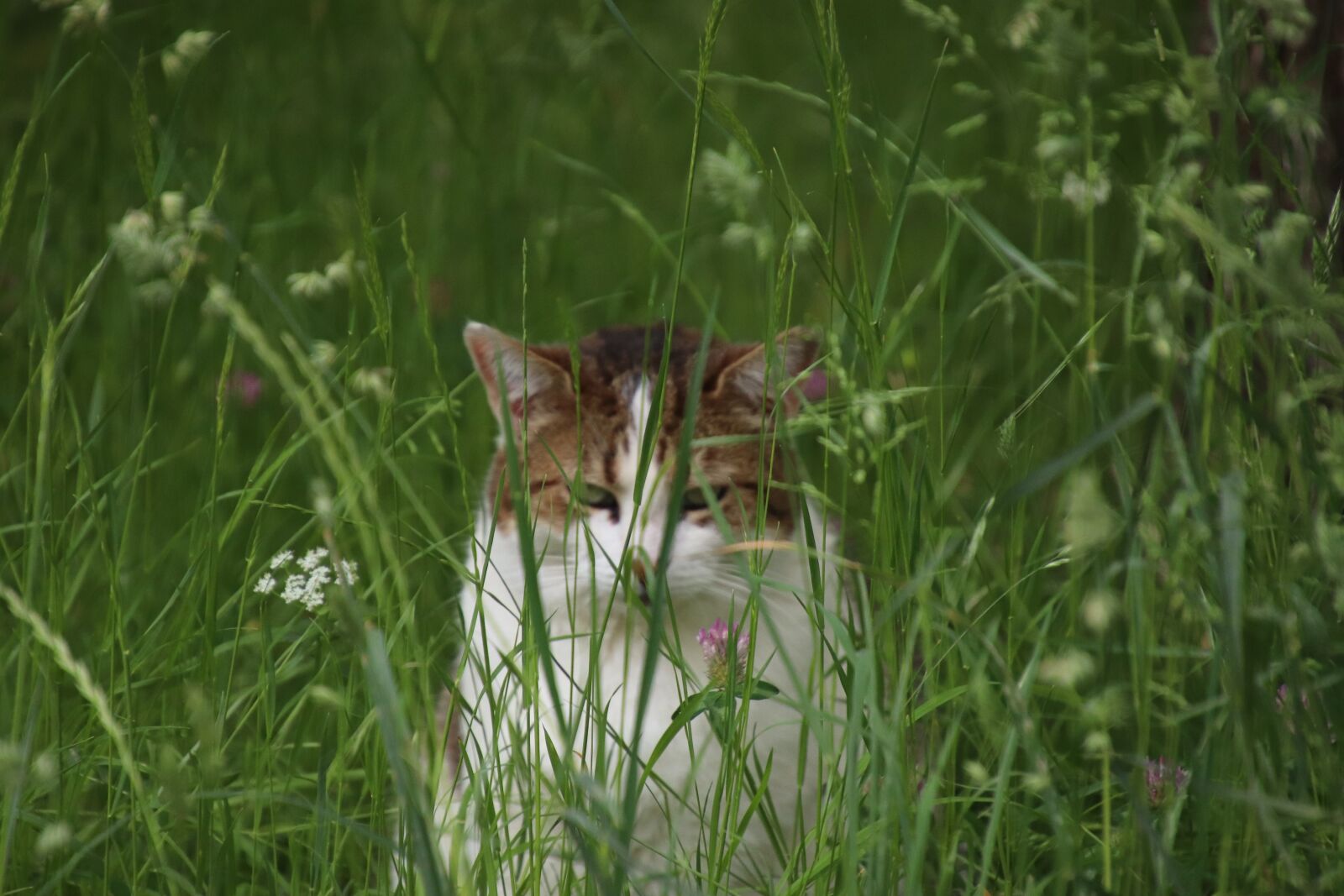 Canon EOS 800D (EOS Rebel T7i / EOS Kiss X9i) sample photo. Cat, feline, cute photography