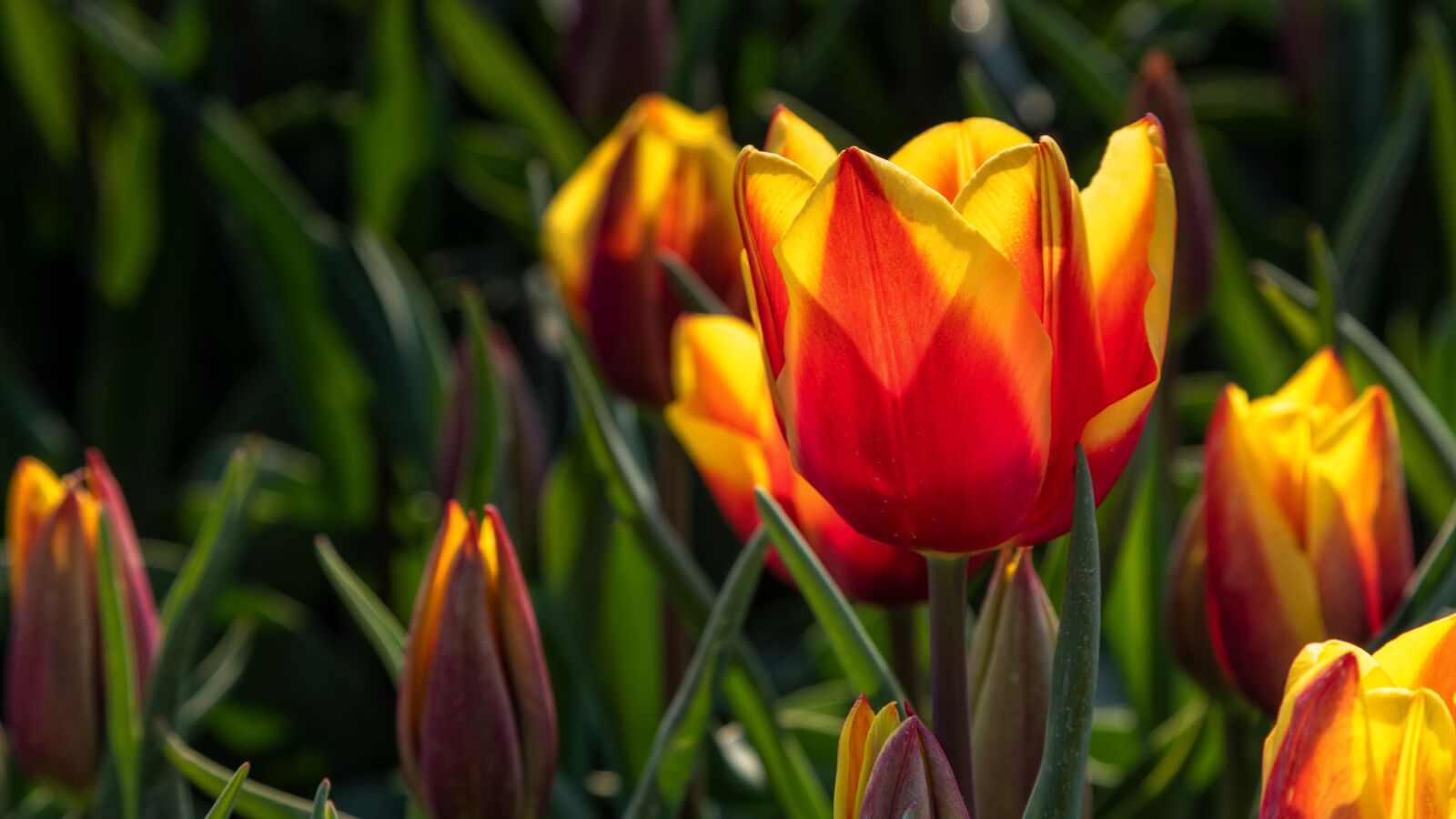 Canon EOS 5D Mark IV sample photo. Flower, tulip, spring photography