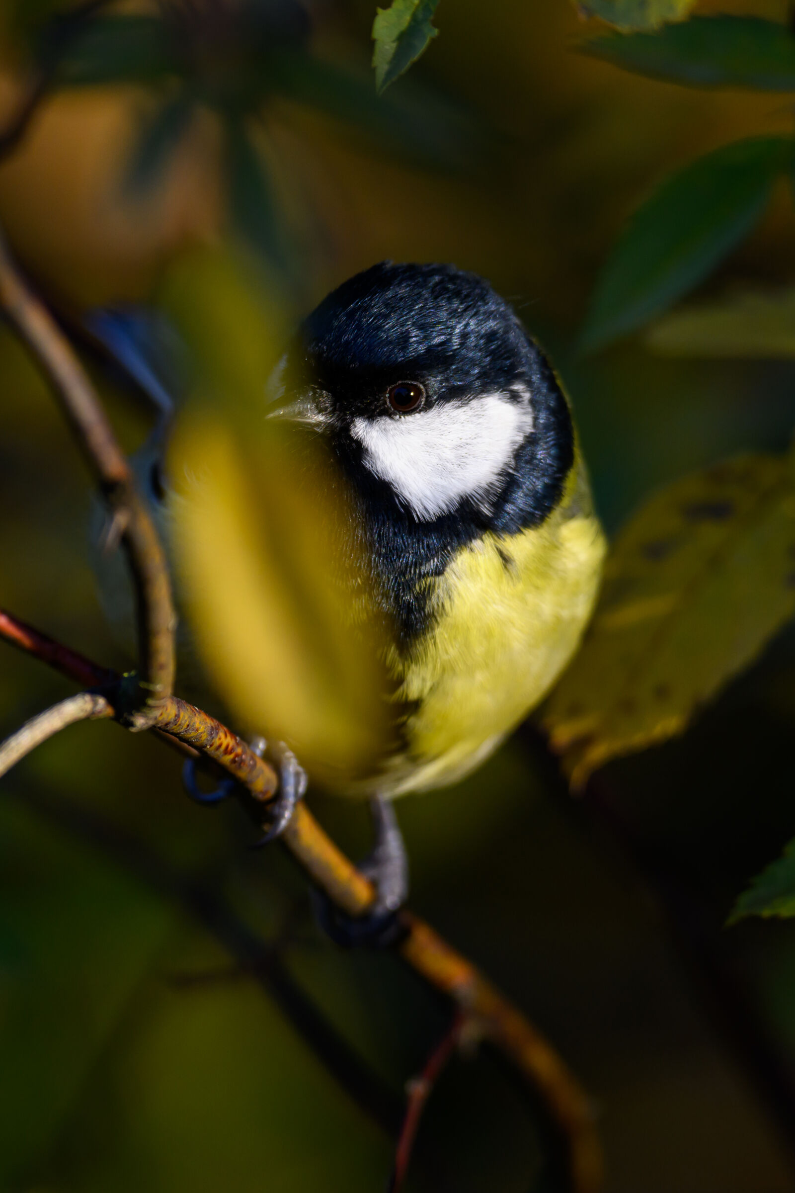 Nikon Z9 sample photo. Morning bird photography