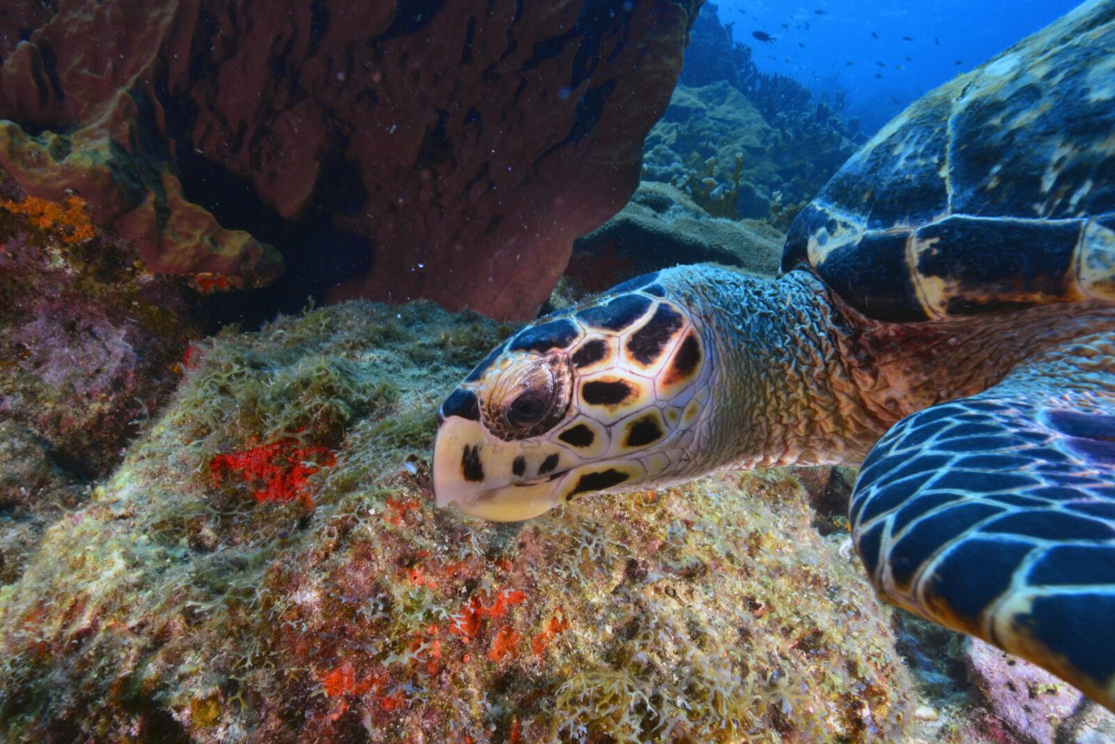 Nikon D800 sample photo. Turtle, seabed, animal photography