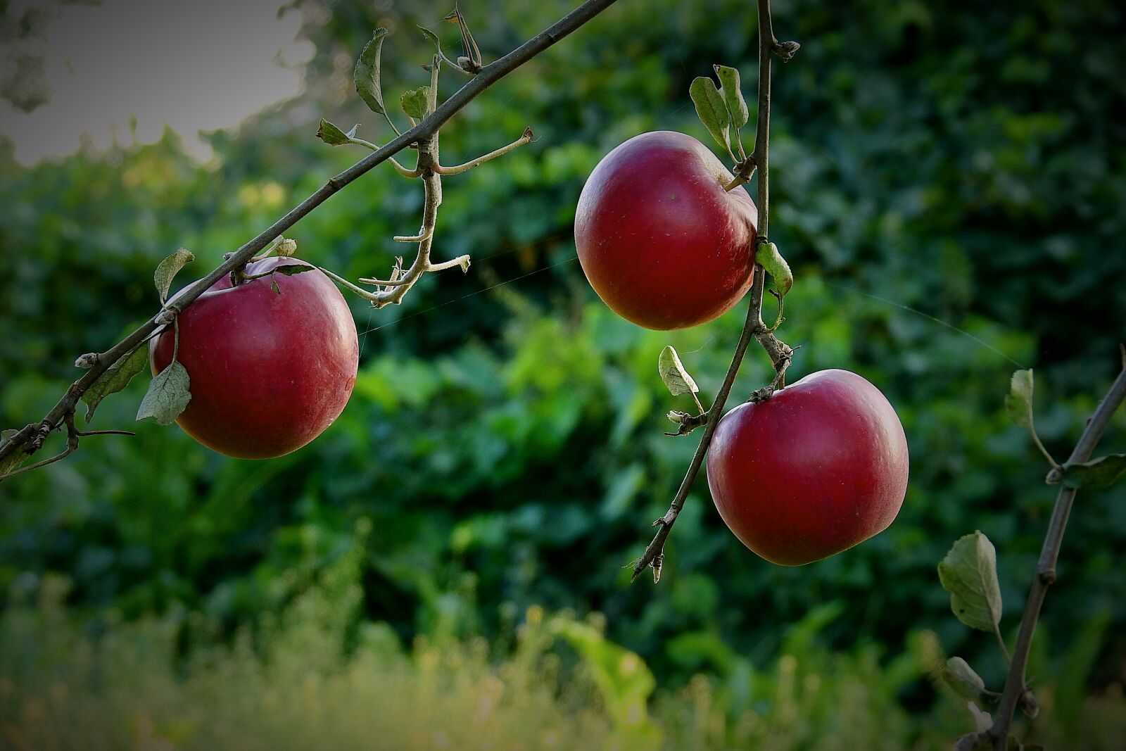 Nikon Coolpix P900 sample photo. Apples, apple, garden photography