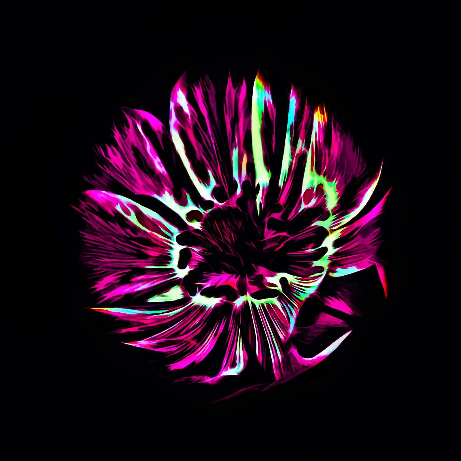 Nikon D80 sample photo. Flower, abstract, art photography