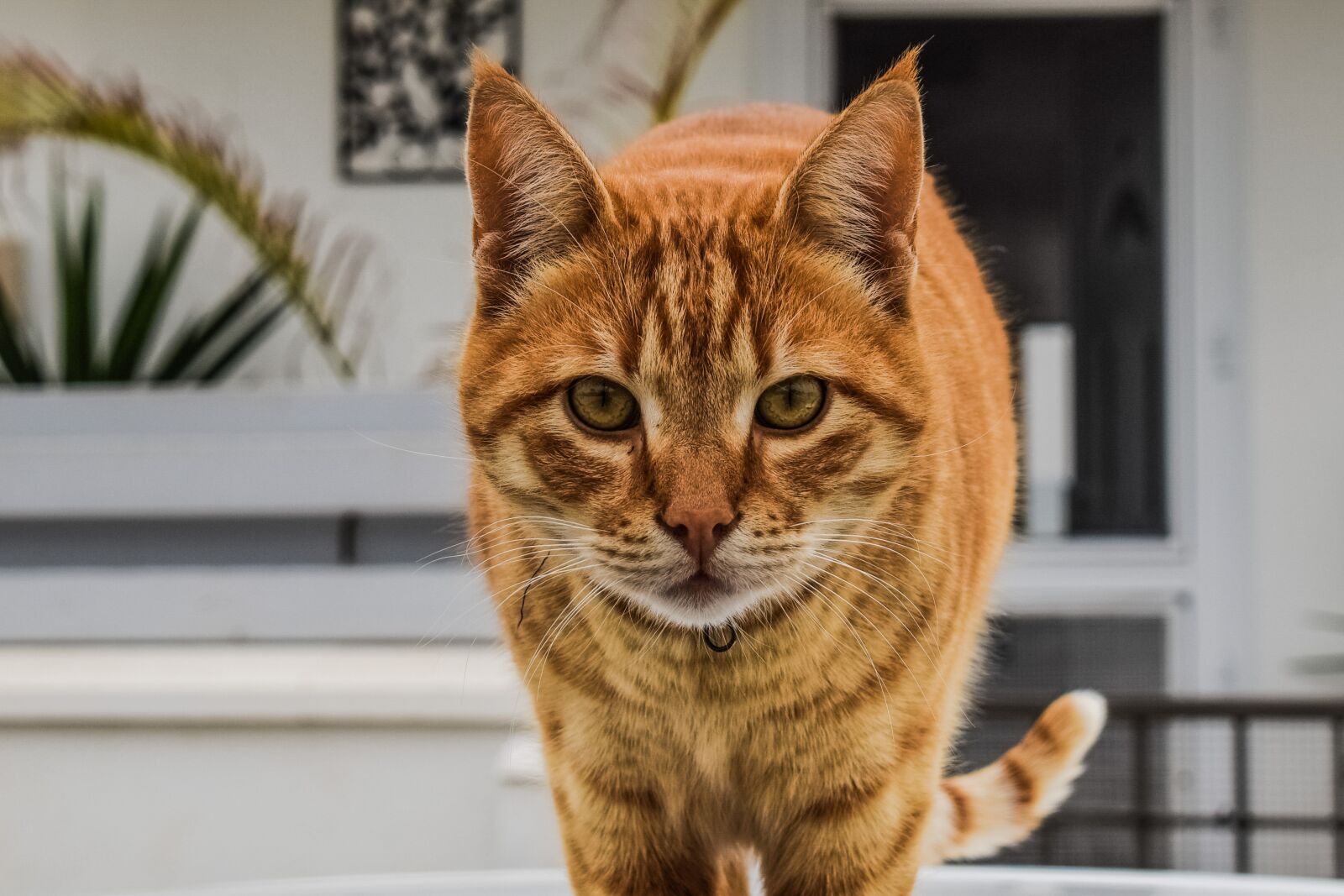 Nikon D3300 sample photo. Cat, domestic, animal photography