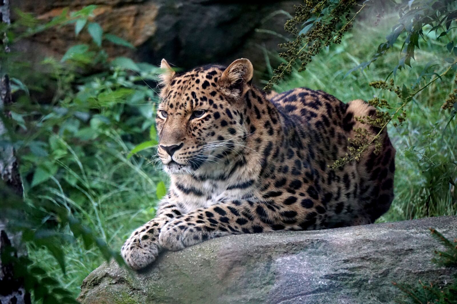 Sony a6000 sample photo. Leopard, zoo, predator photography