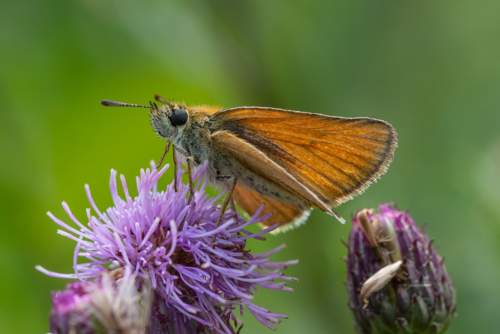 Canon EOS 7D Mark II sample photo. Butterfly, blossom, bloom photography