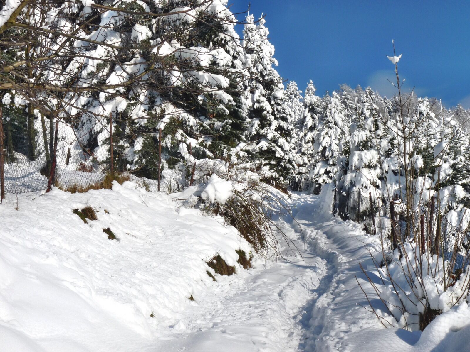 Panasonic Lumix DMC-FZ28 sample photo. Winter, snow, frost photography