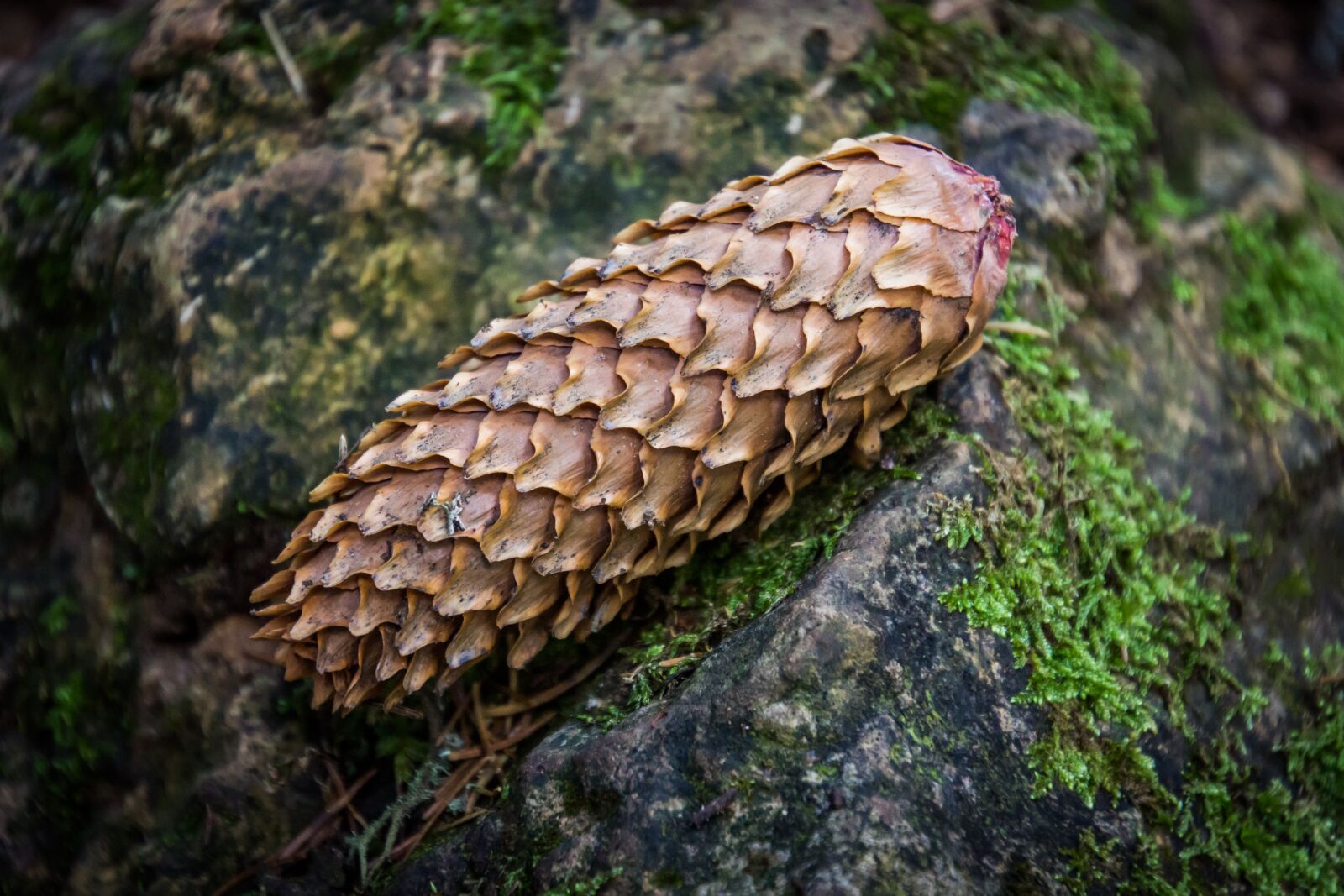 Sony SLT-A65 (SLT-A65V) + Tamron 16-300mm F3.5-6.3 Di II VC PZD Macro sample photo. Cone, forest, detail photography