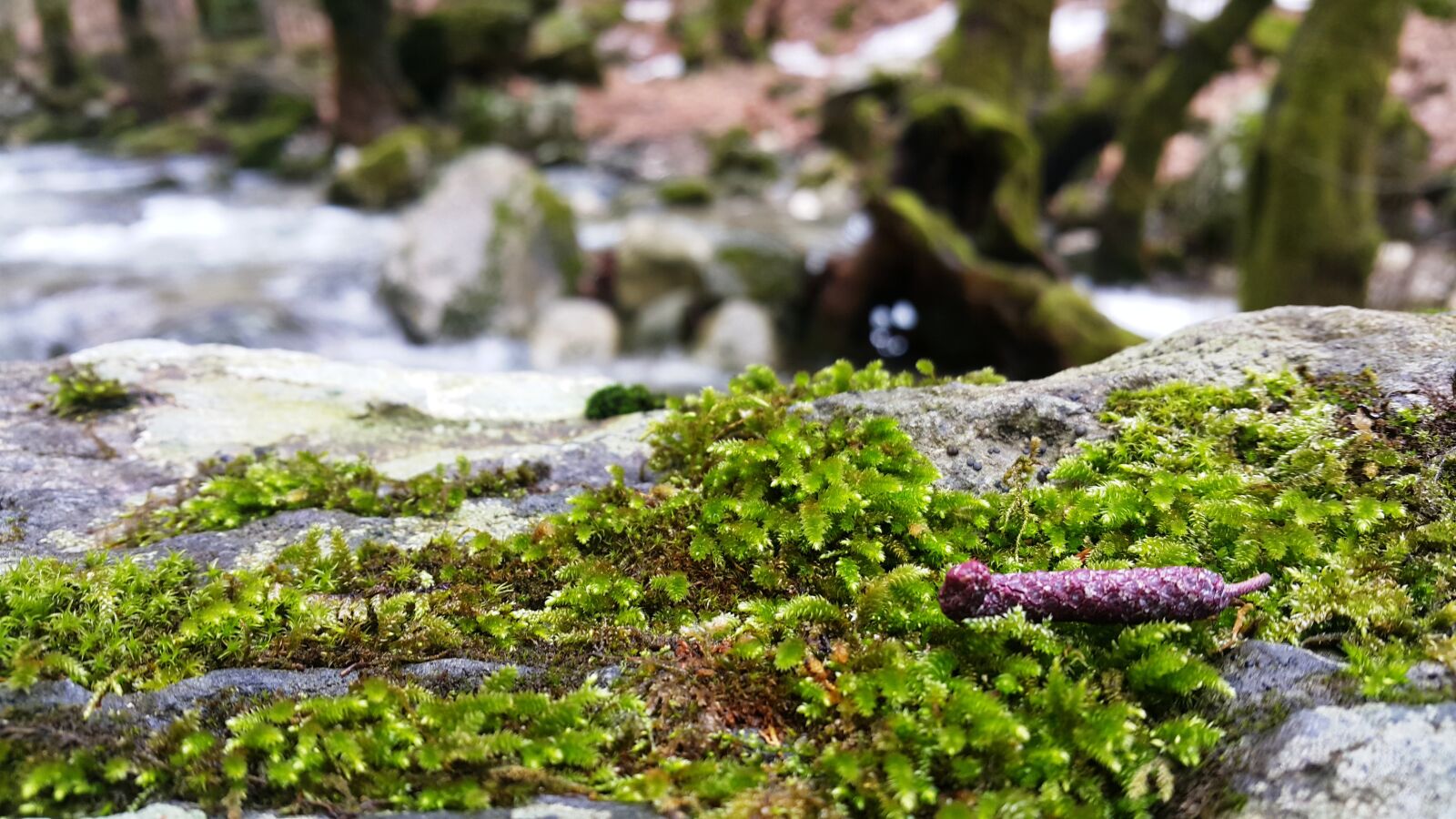 Samsung Galaxy Note4 sample photo. Moss, nature, leaves photography