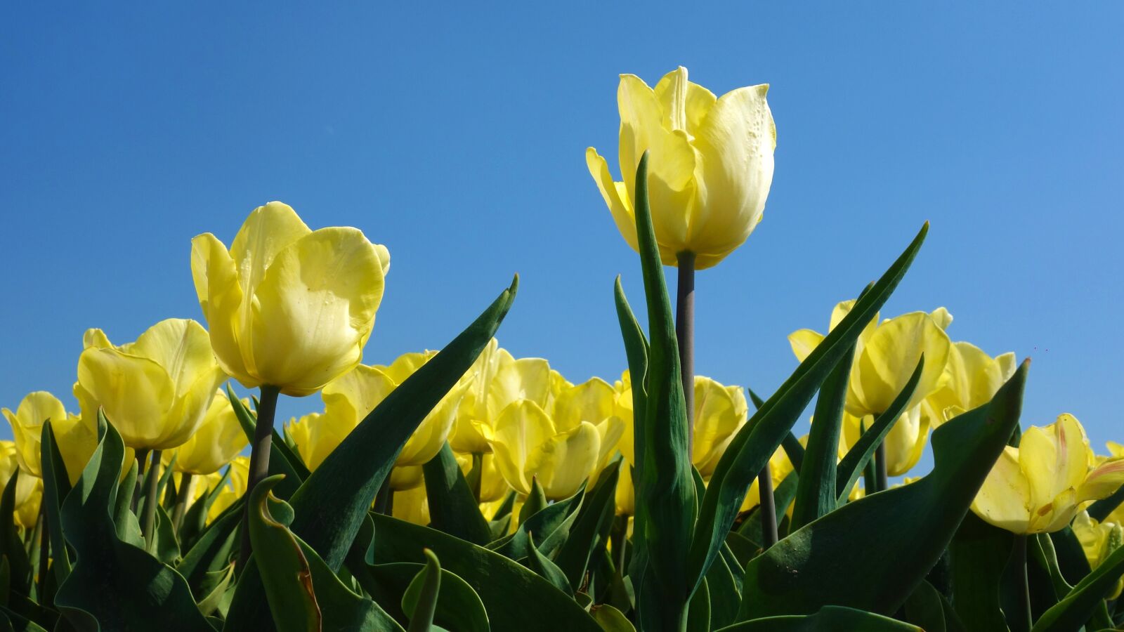 Sony Cyber-shot DSC-RX100 sample photo. Tulips, bulbs, tulip photography