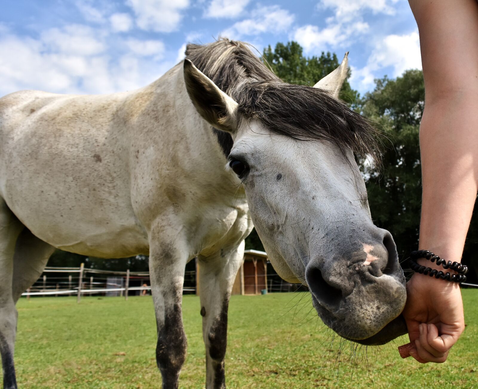 Nikon D7200 sample photo. Horse, mold, pony photography