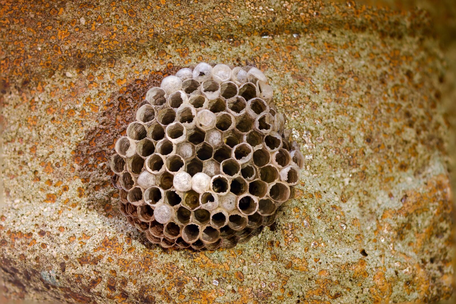Canon EOS 7D sample photo. Honeycomb, wasp-combs, the hive photography