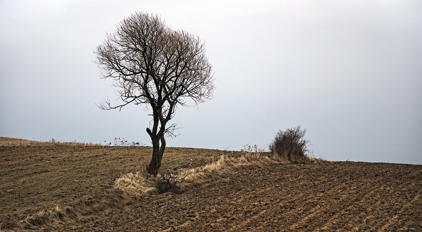 Nikon D90 sample photo. Tree, landscape, nature photography