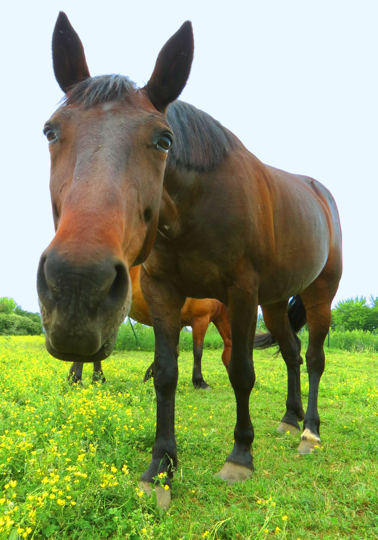 Canon PowerShot SX40 HS sample photo. Horse, equine, reaching photography