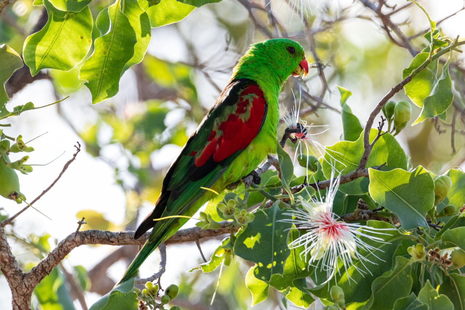 Canon EOS 80D sample photo. Nature, wildlife, redwing parrot photography