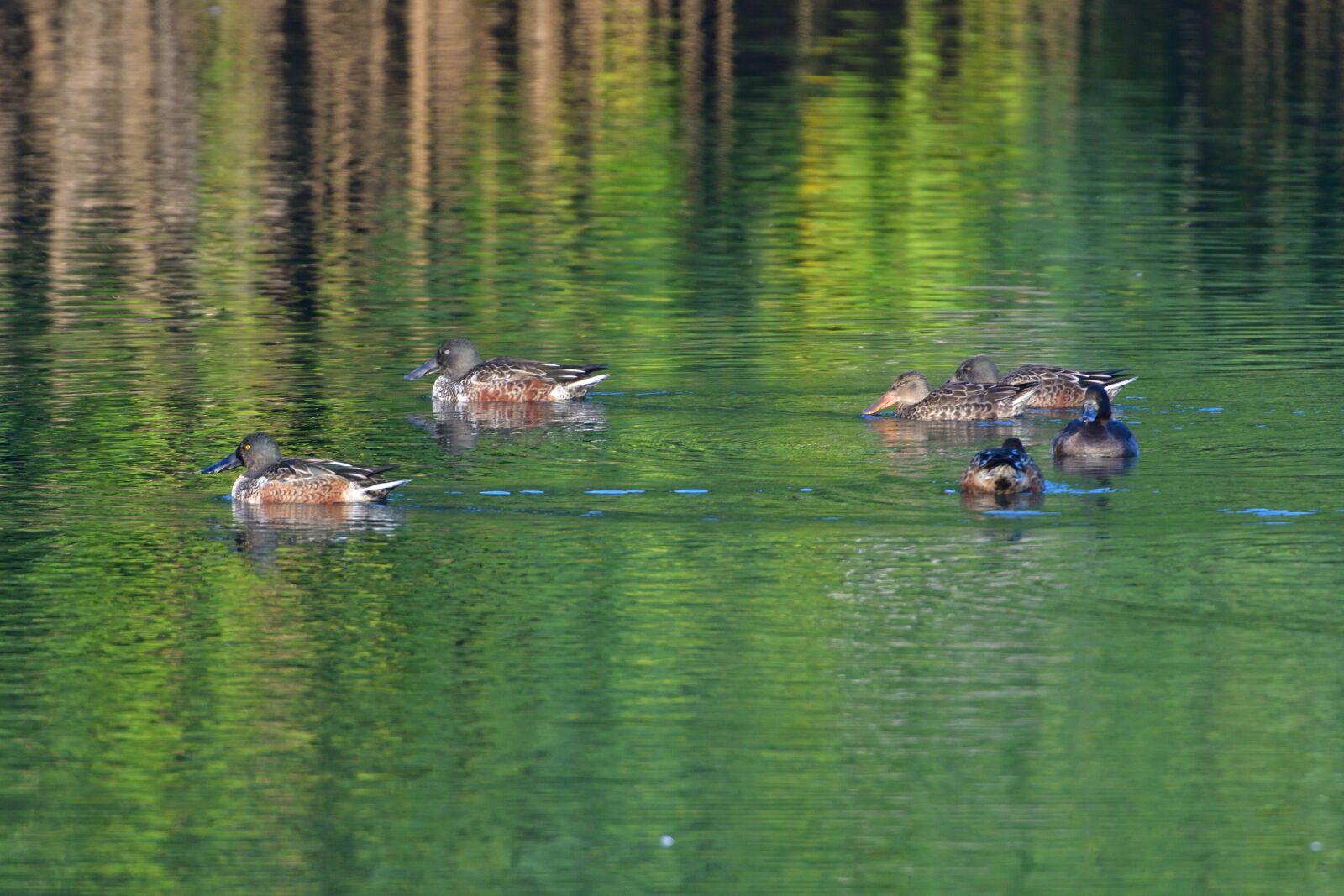 Nikon D500 sample photo. Duck, waters, pond photography