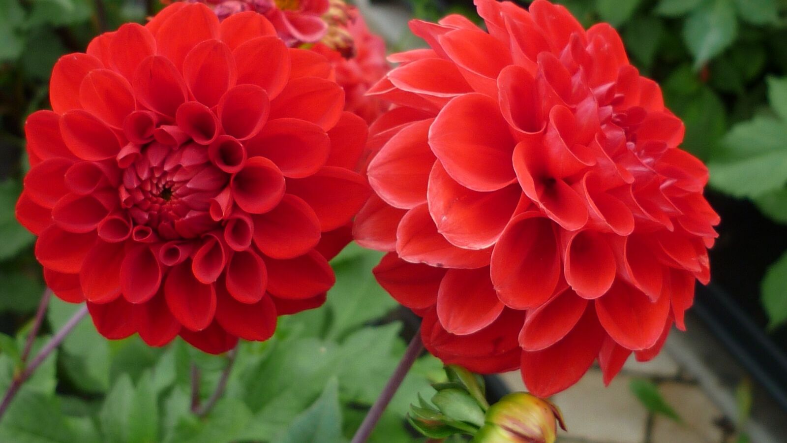 Panasonic Lumix DMC-FS6 sample photo. Dahlia, flower, red photography