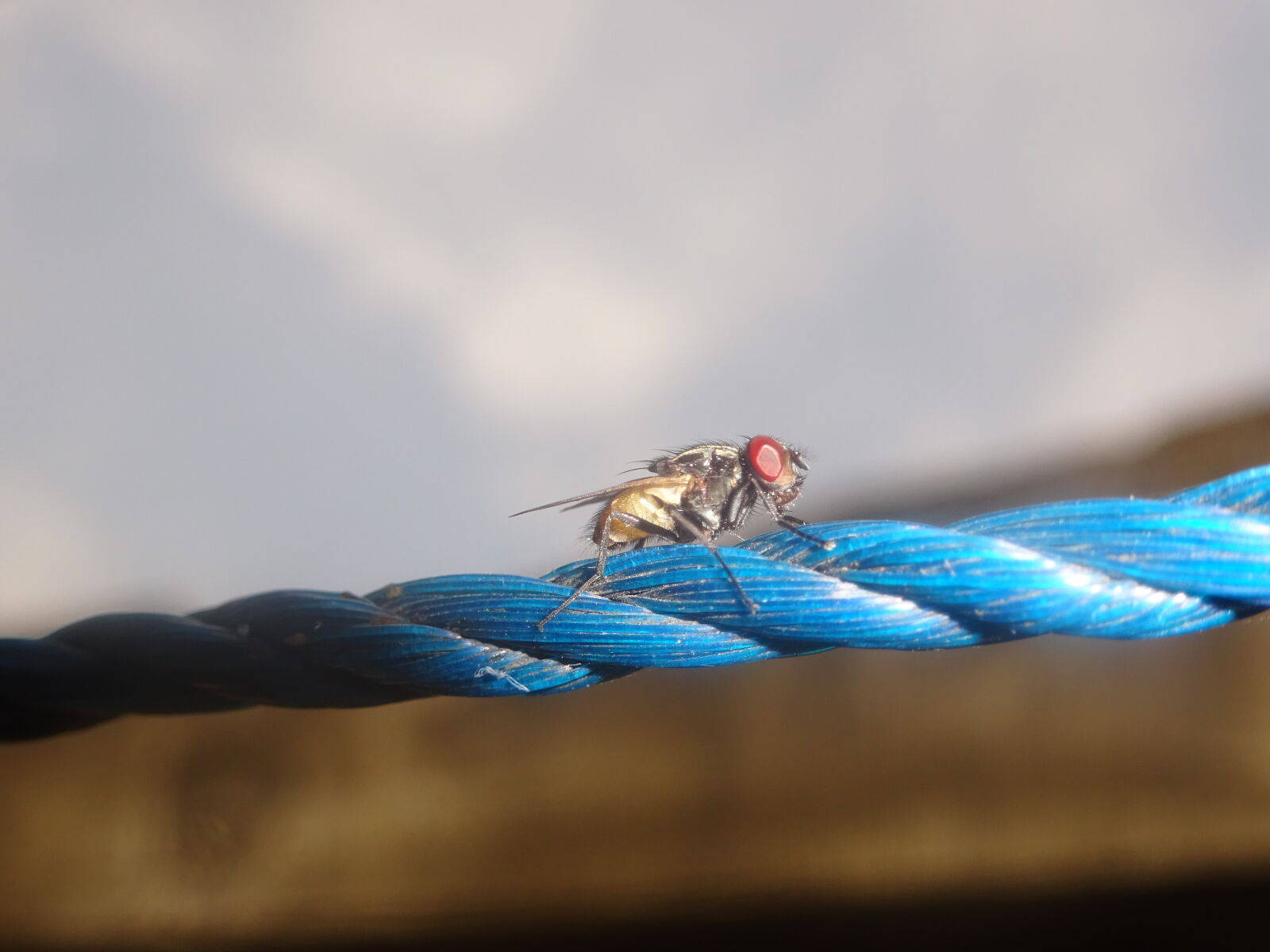 Sony Cyber-shot DSC-WX350 sample photo. Animal, blue, cord, fly photography